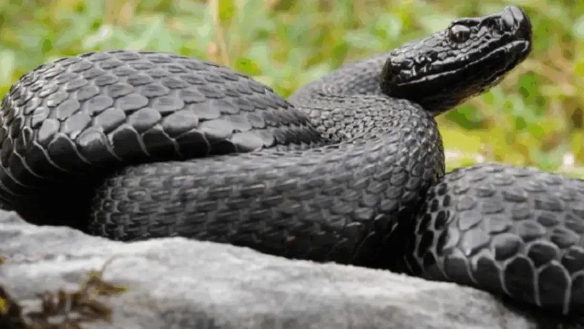 5 Spesies Ular Viper yang Sangat Berbahaya Apabila Tergigit 
