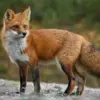 5 Fakta Menarik Tentang Vulpes Vulpes atau Rubah Merah, Hewan yang Sangat Unik 