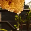 Waspada Madu Palsu! Ini 4 Cara Sederhana Bedakan Madu Asli atau Campuran di Rumah