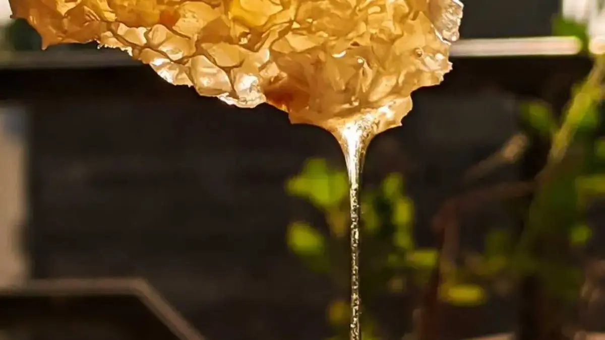 Waspada Madu Palsu! Ini 4 Cara Sederhana Bedakan Madu Asli atau Campuran di Rumah