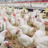Bikin Masakan Ayam? Cek Dulu, Kamu Pakai Ayam Kampung atau Broiler! Ini Bedanya