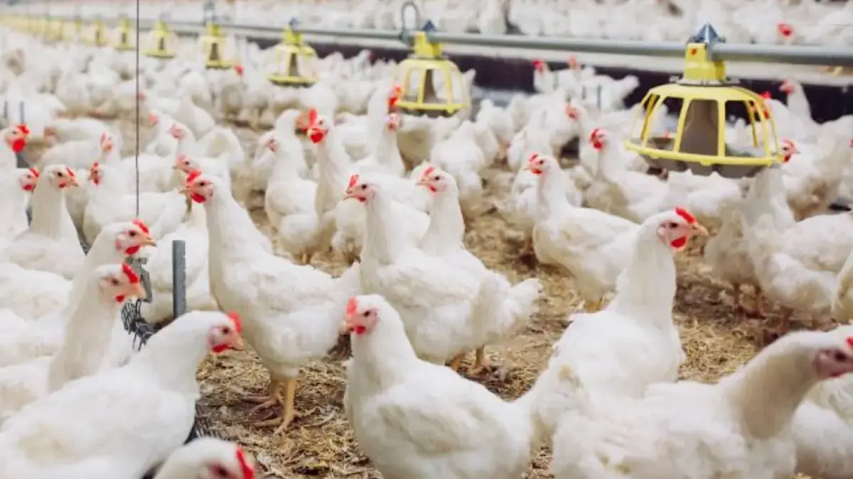 Bikin Masakan Ayam? Cek Dulu, Kamu Pakai Ayam Kampung atau Broiler! Ini Bedanya