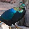 6 Fakta Menarik Burung Monal Himalaya, Burung Cantik yang Sangat Vokal 