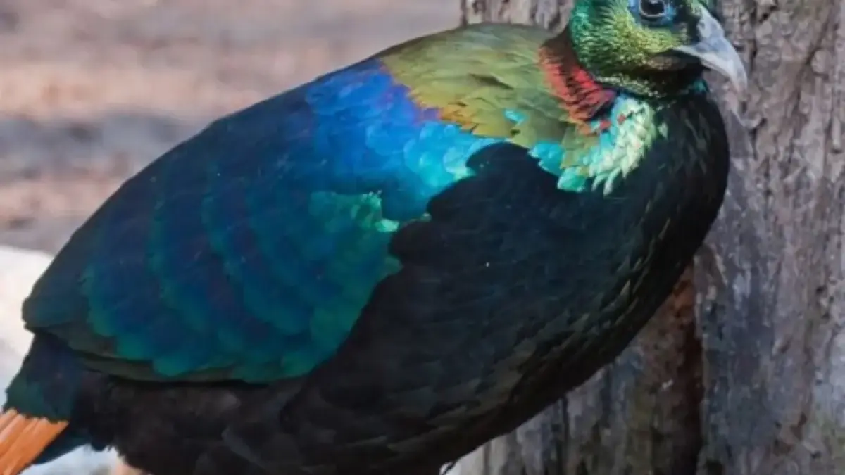 6 Fakta Menarik Burung Monal Himalaya, Burung Cantik yang Sangat Vokal 