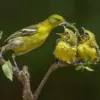 Ingin Melihat Burung yang Bertengger di Pepohonan, 5 Pohon yang Disukai Oleh Burung 