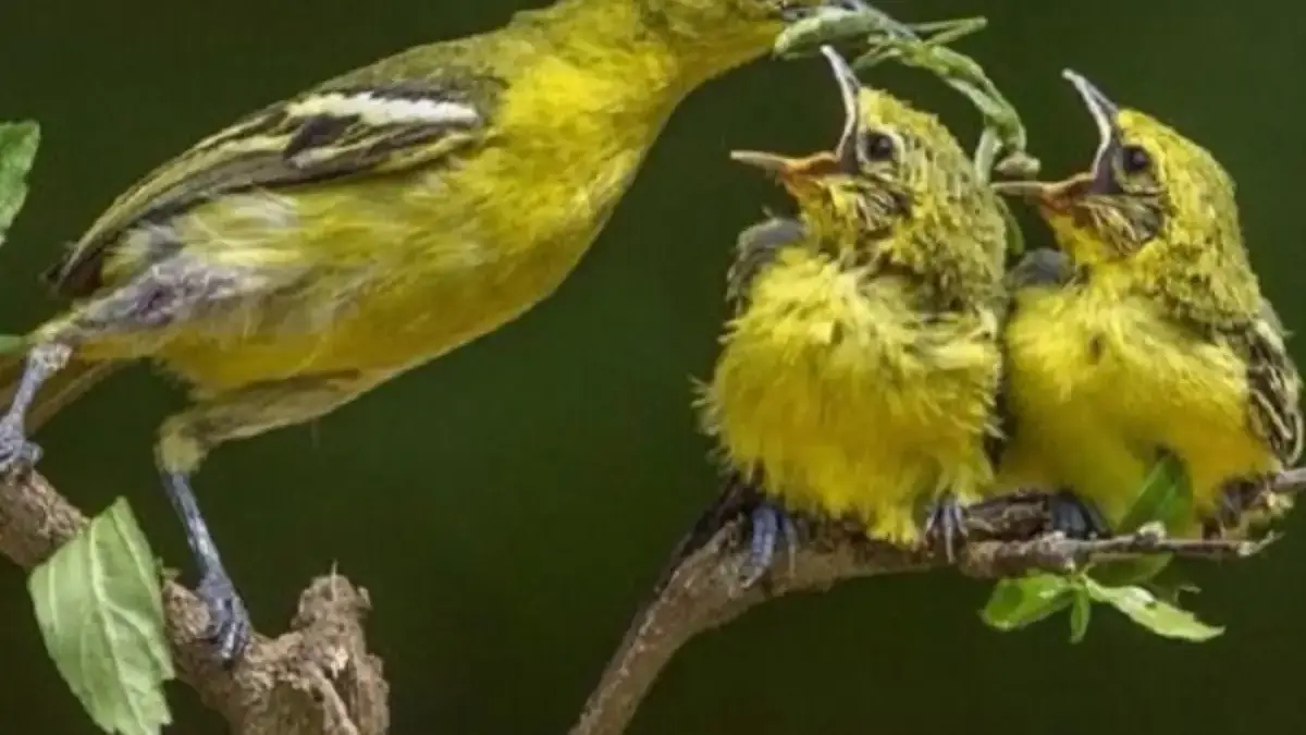 Ingin Melihat Burung yang Bertengger di Pepohonan, 5 Pohon yang Disukai Oleh Burung 