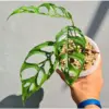 Jangan Disimpan! 3 Barang Ini Bisa Undang Sial Menurut Feng Shui, Nomor 2 Sering Diabaikan