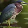 5 Fakta Unik Burung Bangau Hijau, Burung Bangau yang Mudah Beradaptasi 