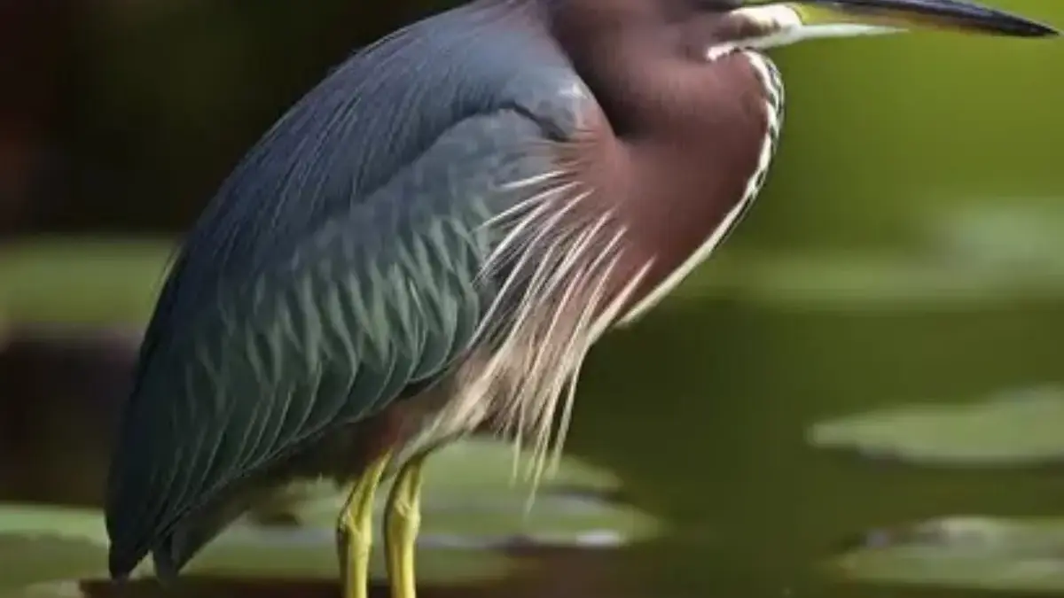5 Fakta Unik Burung Bangau Hijau, Burung Bangau yang Mudah Beradaptasi 