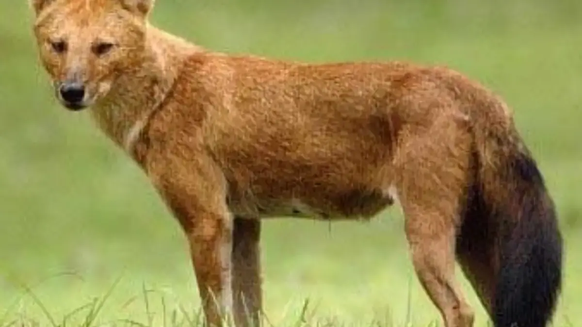 Mari Mengenal Ajag, Anjing Hutan Langka yang Masih Berkeliaran di Nusantara 
