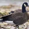 5 Burung yang Bisa Berdiri dengan Satu Kaki 