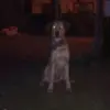 5 Fakta Ilmiah Kenapa Anjing Menggonggong Pada Malam Hari 