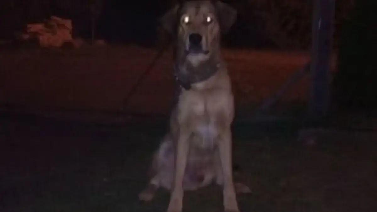 5 Fakta Ilmiah Kenapa Anjing Menggonggong Pada Malam Hari 