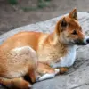 4 Fakta Tentang New Guinea Singing Dog, Spesies Anjing Liar yang Memiliki Suara yang Sangat Unik 