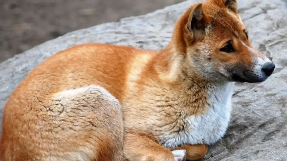 4 Fakta Tentang New Guinea Singing Dog, Spesies Anjing Liar yang Memiliki Suara yang Sangat Unik 
