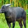 Mengungkap 7 Fakta Menarik tentang Hewan Anoa: