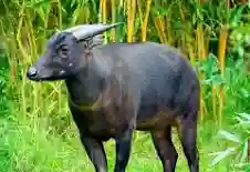 Mengungkap 7 Fakta Menarik tentang Hewan Anoa: