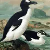5 Fakta Menarik Burung Auk Besar, Burung Besar yang Sudah Punah 