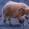 5 Fakta Unik Babi Sungai Merah, Si Cantik yang Berwarna Kemerahan 