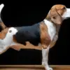 5 Fakta Anjing Beagle, Anjing Pemburu yang Sangat Ramah 