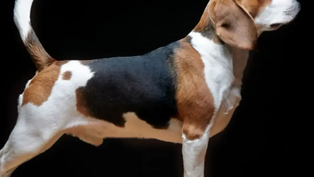 5 Fakta Anjing Beagle, Anjing Pemburu yang Sangat Ramah 