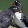 5 Fakta Menarik Burung Auk Kecil, Si Kecil yang Mempunyai Nafsu Makan yang Besar 