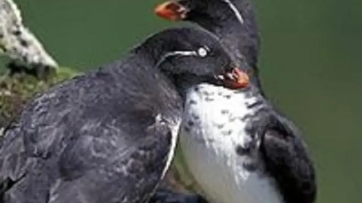 5 Fakta Menarik Burung Auk Kecil, Si Kecil yang Mempunyai Nafsu Makan yang Besar 
