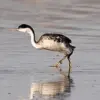 4 Unggas yang Sangat Mirip Dengan Bebek, Bahkan Penampilan nya Sangat Mirip 
