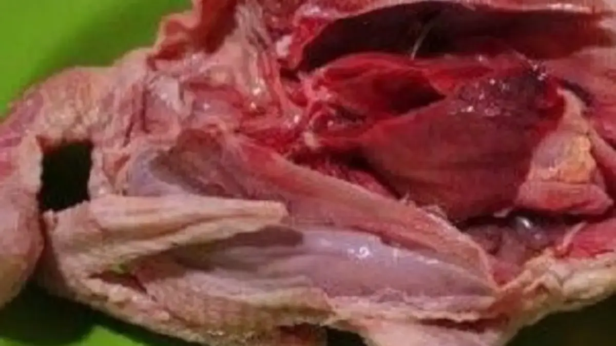 4 Resep Masakan Burung Dara: Lezat, Gurih, dan Kaya Rempah 
