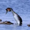 Masih Berkerabat Dekat dengan Flamingo, 5 Fakta Menarik Burung Grebe 