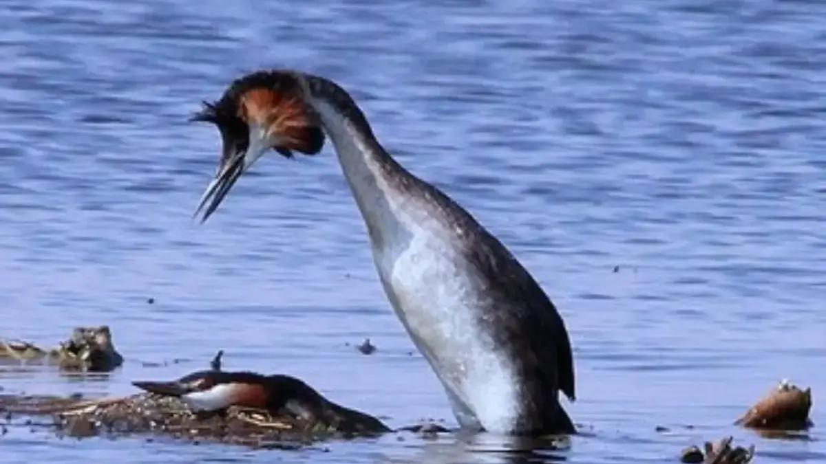 Masih Berkerabat Dekat dengan Flamingo, 5 Fakta Menarik Burung Grebe 