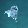 5 Hewan Aneh yang Hidup di Laut Dalam, Laut dalam Masih Menyimpan Banyak Sekali Misteri 