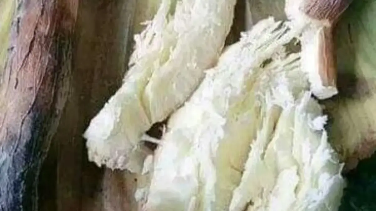 Resep Singkong Panggang Madu yang Lezat dan Sehat, Mudah Dibuat di Rumah!