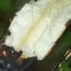 Resep Singkong Bakar Keju Meleleh yang Lumer Dimulut