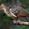 5 Fakta Tentang Hoatzin, Burung Asli Endemik Hutan Amazon 