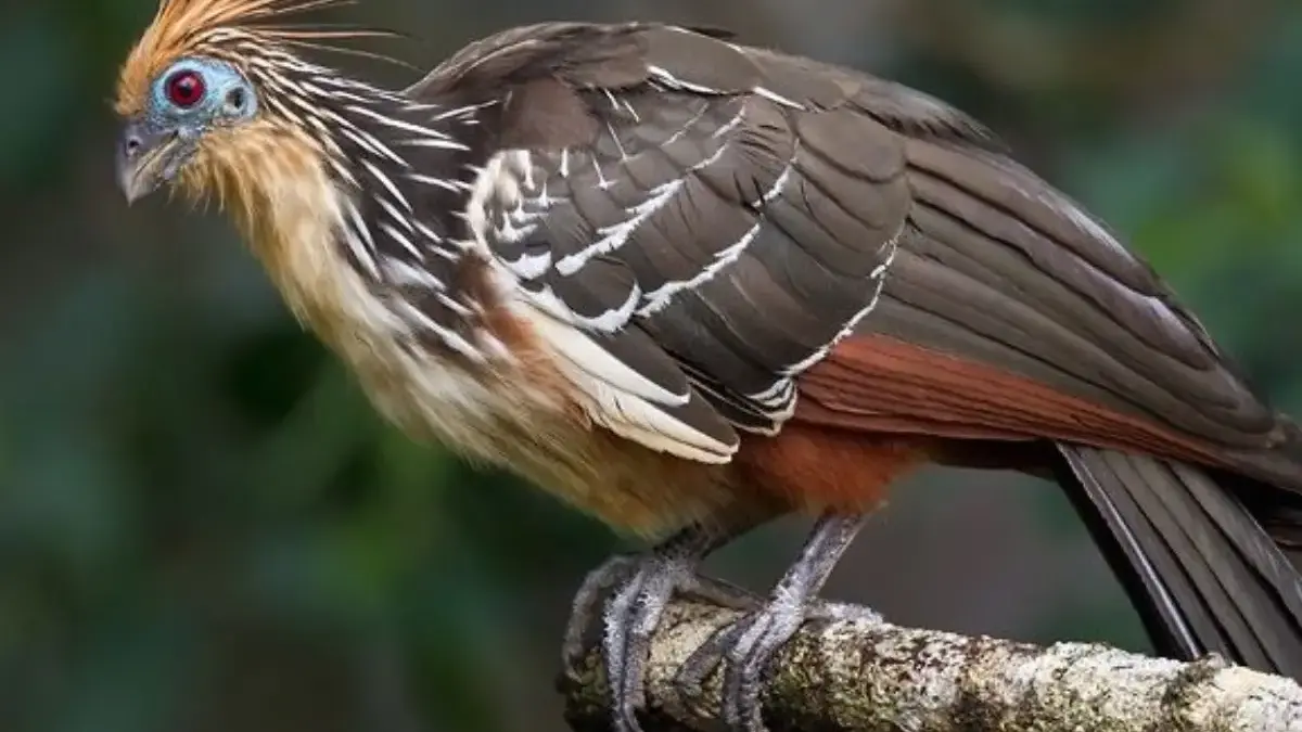 5 Fakta Tentang Hoatzin, Burung Asli Endemik Hutan Amazon 