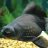 5 Jenis Ikan Mas Koki Yang Sangat Mudah Dirawat, Dan Juga Ada Ikan Mas Koki yang Sangat Cantik 