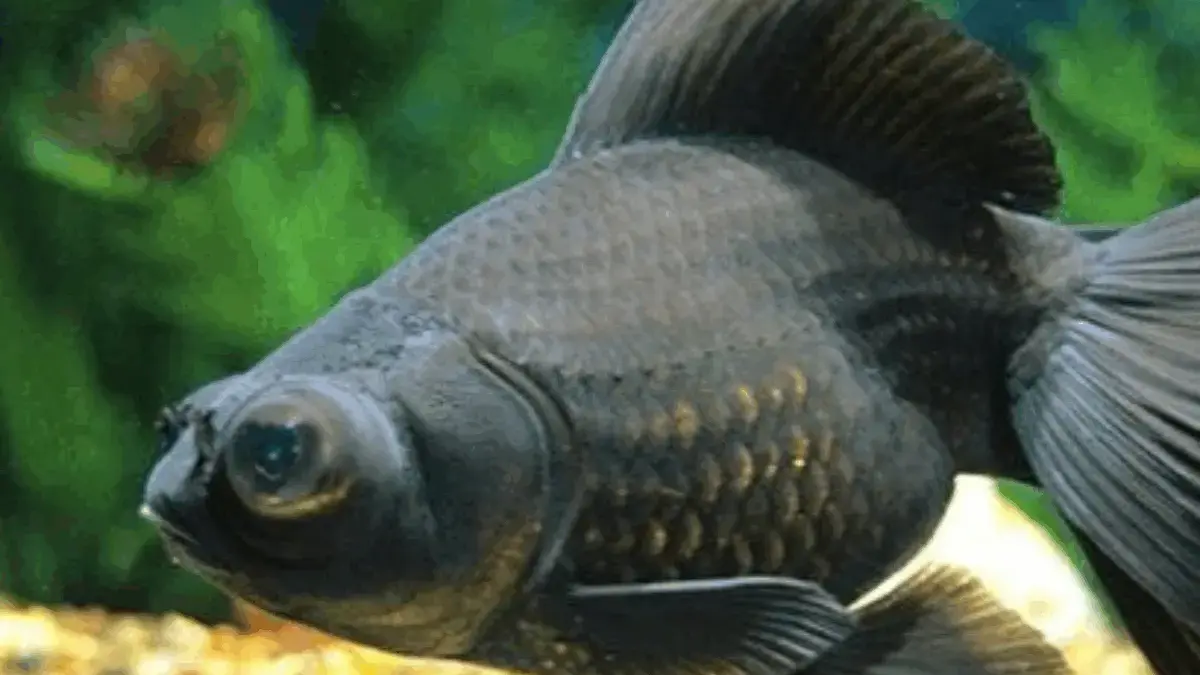 5 Jenis Ikan Mas Koki Yang Sangat Mudah Dirawat, Dan Juga Ada Ikan Mas Koki yang Sangat Cantik 