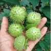 4 Fakta Tumbuhan Kecubung, Tumbuhan yang Bisa Menyebabkan Halusianasi Berlebih