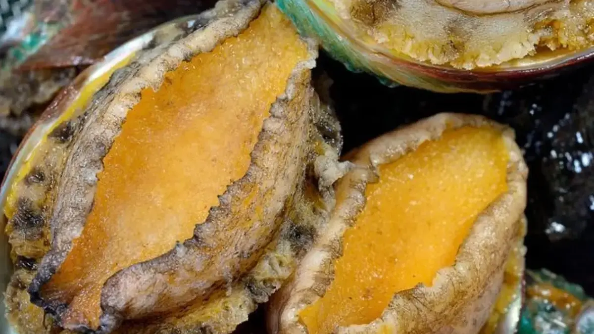 5 Olahan yang Berbahan Dasar Kerang Abalone yang Sangat Enak dan juga Bikin Ngiler 