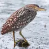 5 Fakta Menarik Burung Kowak Malam, Burung Kuntul Yang Bersuara Seperti Gagak 