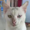 Apakah Kumis Kucing Mempunyai Fungsi, Apa Gunanya, Kenapa Jangan di Potong, Berikut adalah Pembahasan nya