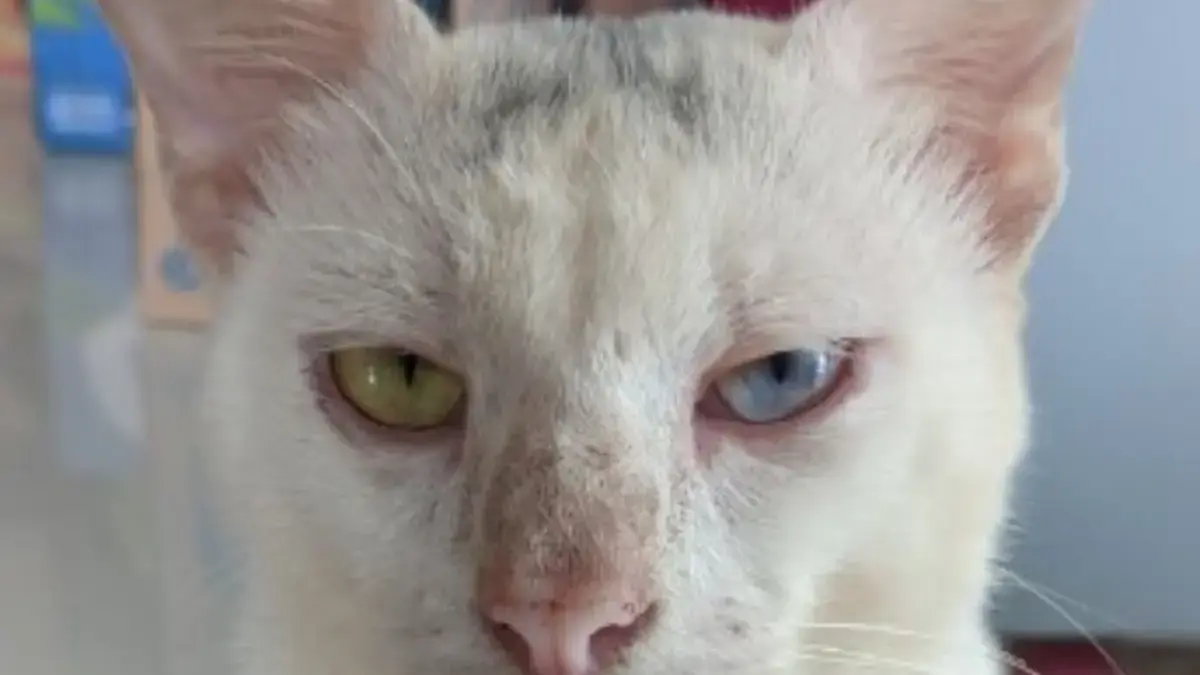 Apakah Kumis Kucing Mempunyai Fungsi, Apa Gunanya, Kenapa Jangan di Potong, Berikut adalah Pembahasan nya