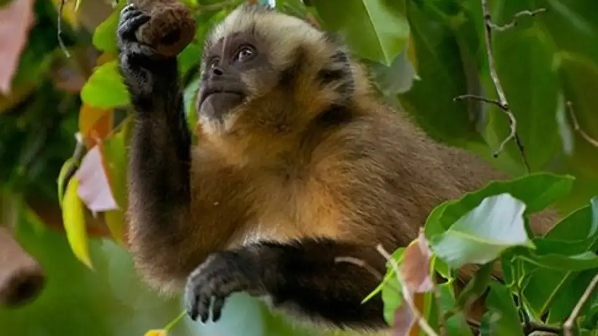 5 Hewan Asli Atlantic Forest, Rumah Bagi Hewan Unik dan Langka 