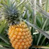 Inilah 5 Manfaat Buah Nanas Madu untuk kesehatan