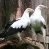 5 Fakta Menarik Burung Nasar Palem, Burung Nasar Pemakan Buah Palem – Paleman 
