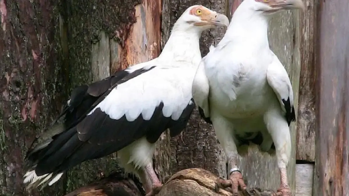 5 Fakta Menarik Burung Nasar Palem, Burung Nasar Pemakan Buah Palem – Paleman 