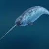 5 Fakta Tentang Narwhal, Jenis Paus yang Memiliki Semacam Tanduk 
