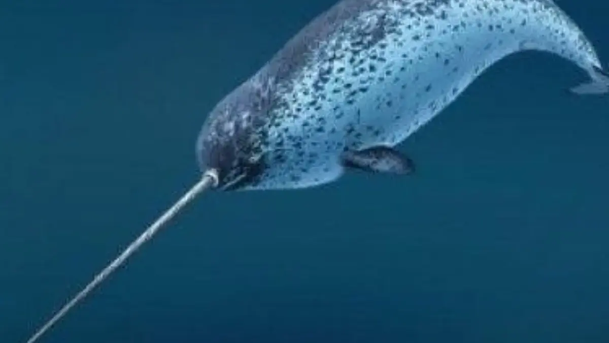 5 Fakta Tentang Narwhal, Jenis Paus yang Memiliki Semacam Tanduk 