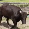 Bisa Kaya Memiliki Sapi Ini, 5 Jenis Sapi Termahal di Dunia 